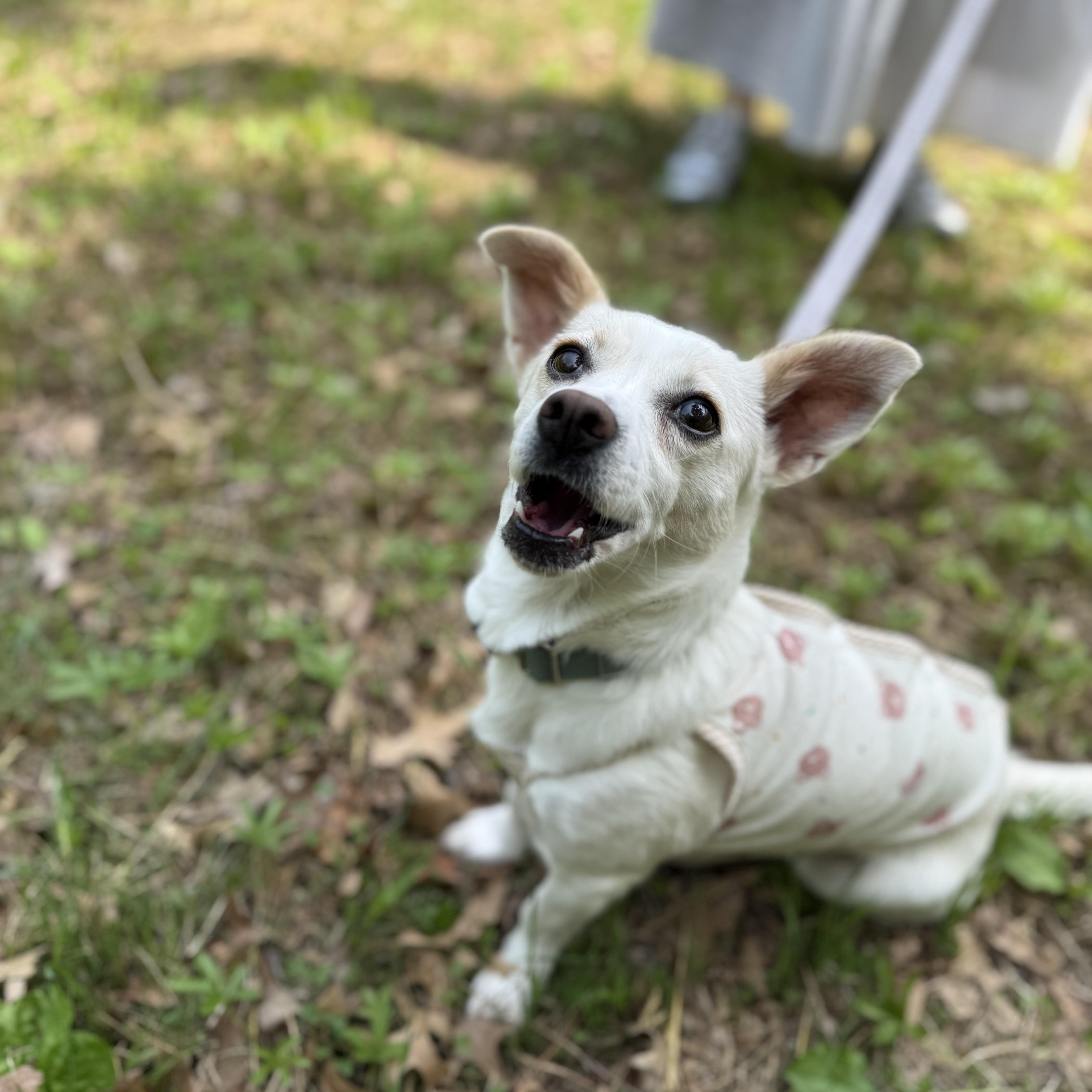 Lael, a ADOPTABLE mixed breed in West Hartford , CT image 4/6