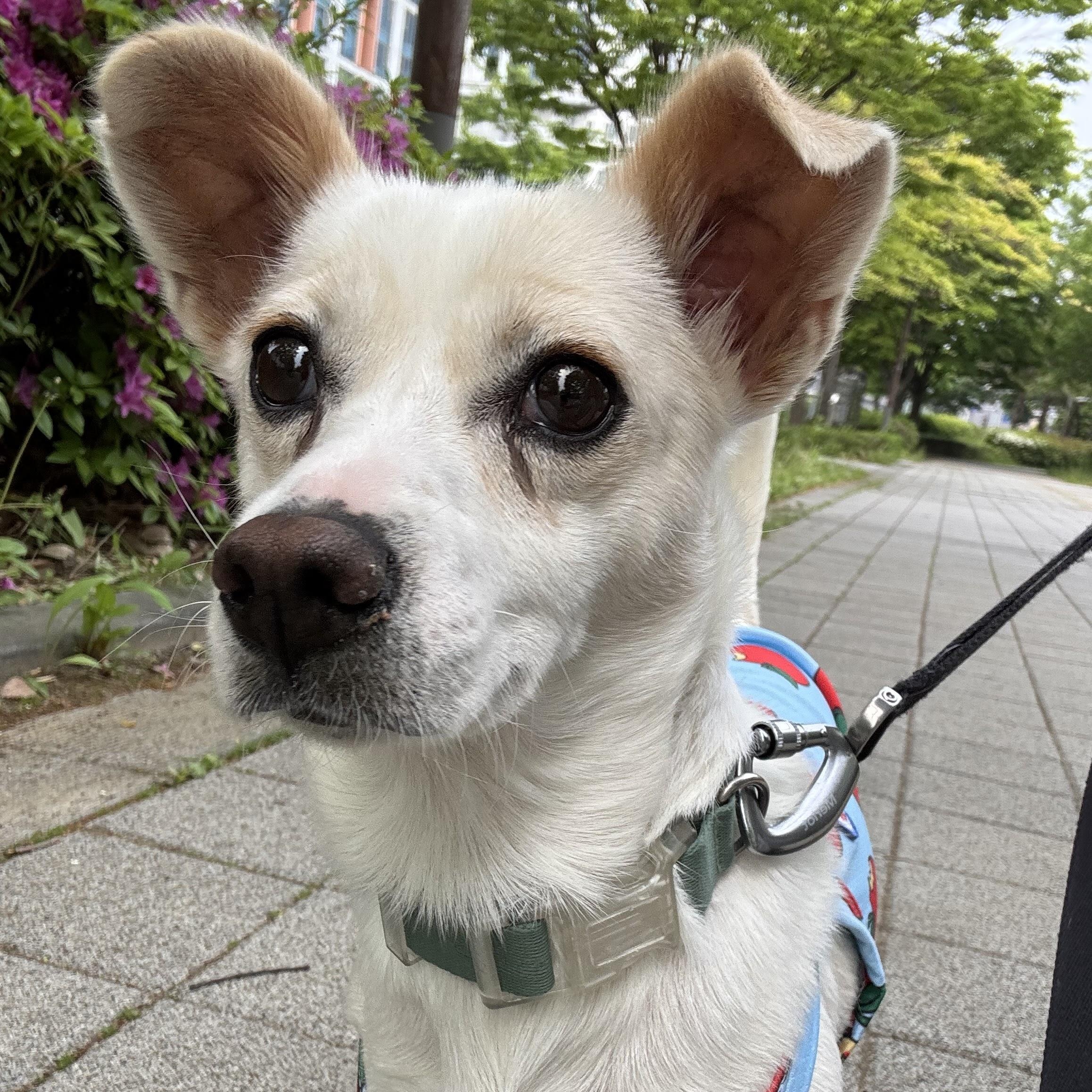 Enlarge Lael, a ADOPTABLE mixed breed in Manchester , NH image 5/6