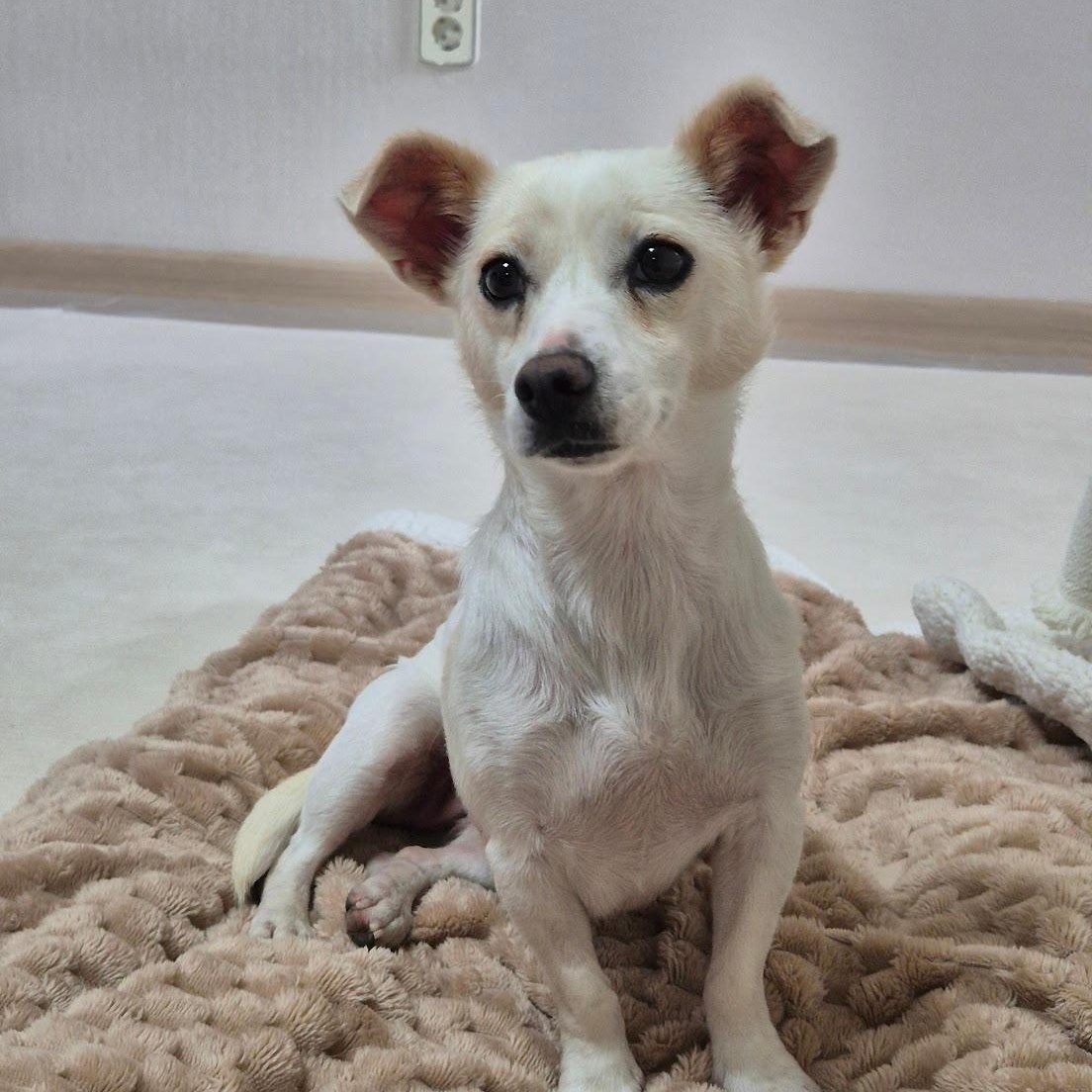Lael, ADOPTABLE, Young Female Jack Russell Terrier & Chihuahua.