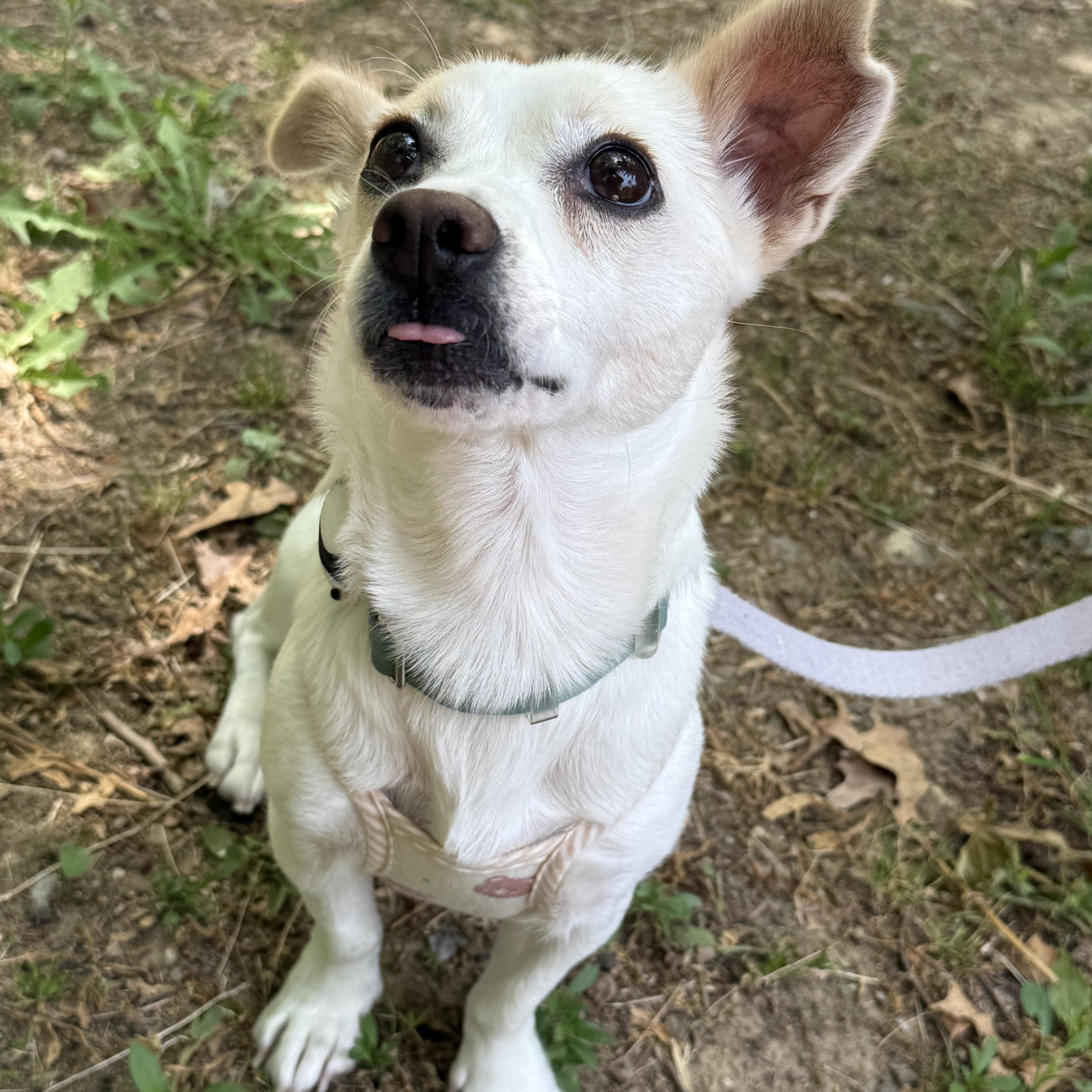 Lael, a ADOPTABLE mixed breed in West Hartford , CT image 5/6
