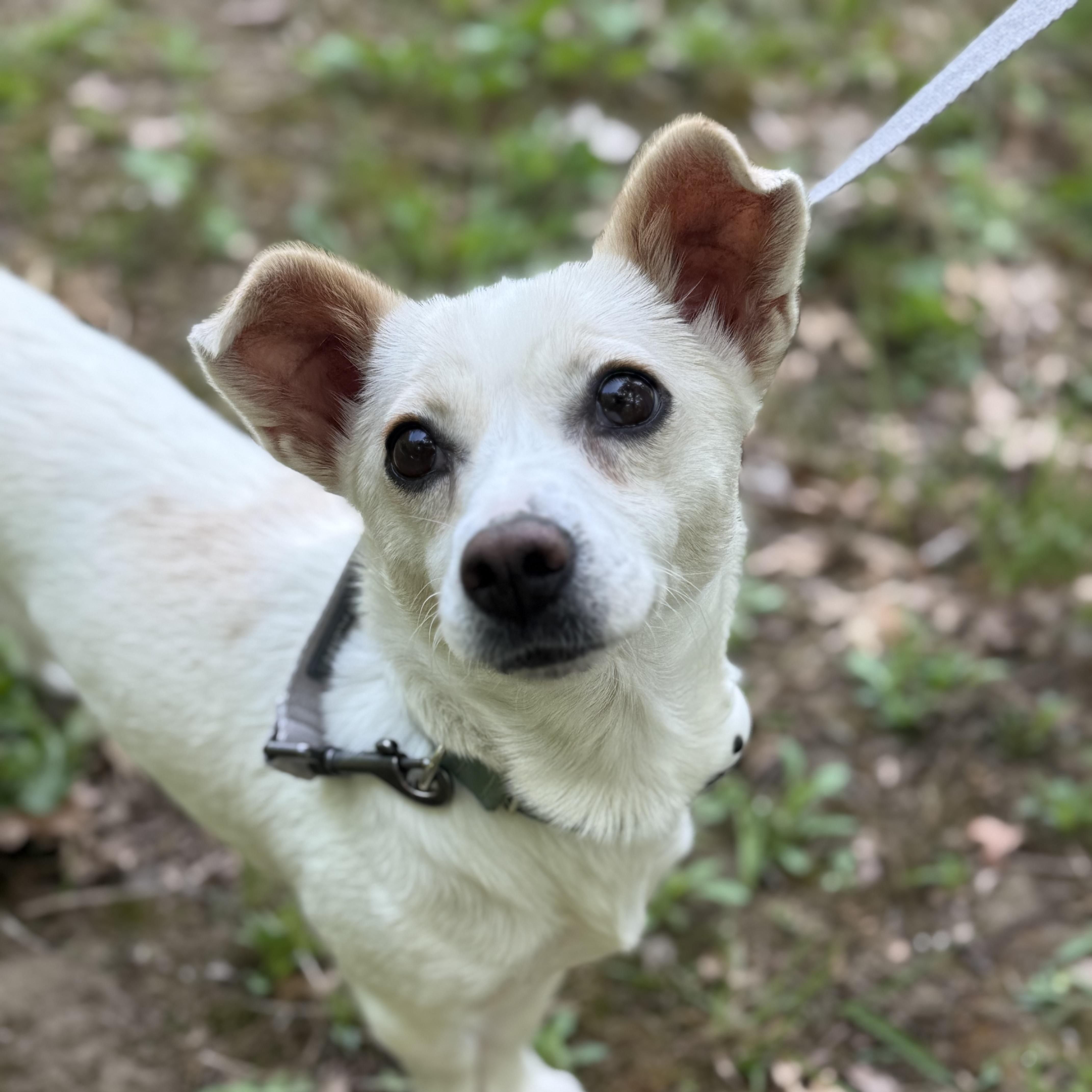 Lael, ADOPTABLE, Young Female Jack Russell Terrier & Chihuahua.