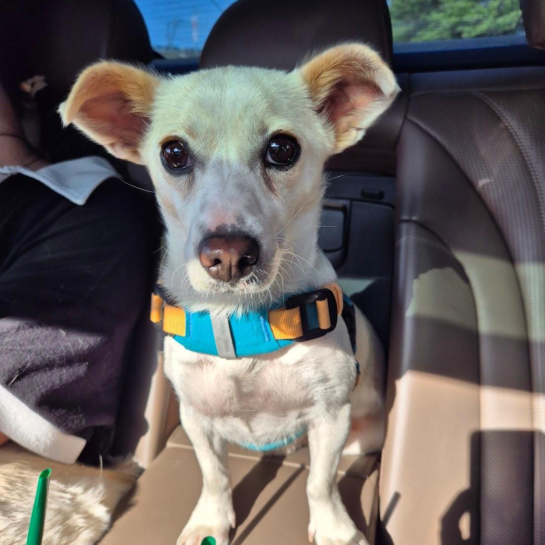 Enlarge Lael, a ADOPTABLE mixed breed in Manchester , NH image 2/6