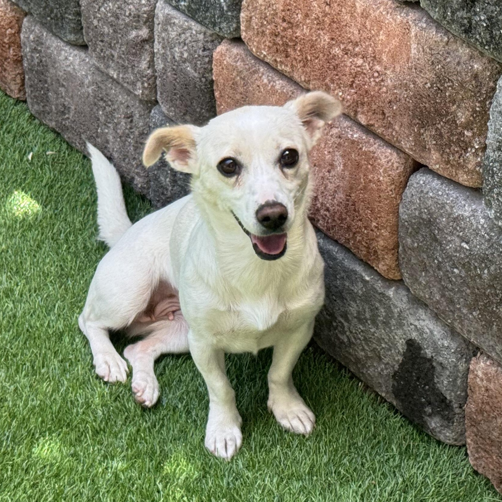 Lael, a ADOPTABLE mixed breed in West Hartford , CT image 3/6