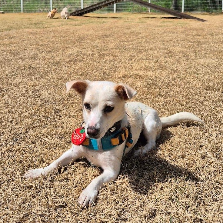 Enlarge Lael, a ADOPTABLE mixed breed in Manchester , NH image 4/6
