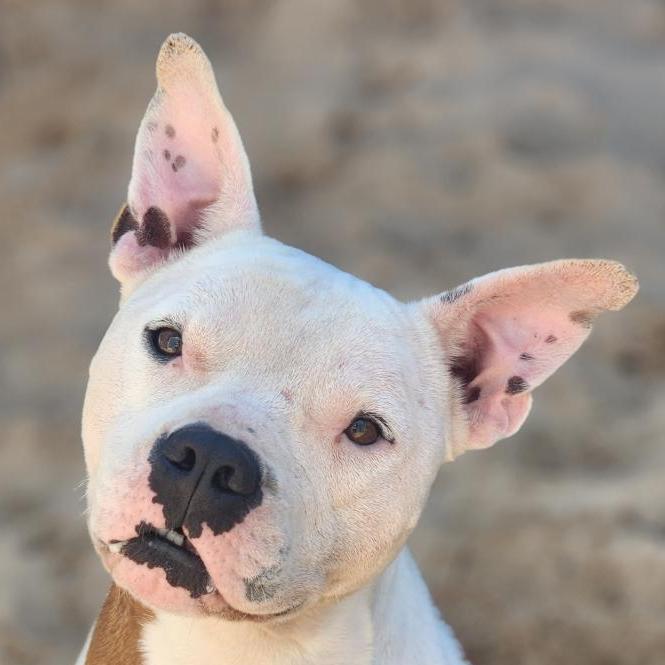 Enlarge Willis, a Adoptable Mixed Breed in Lexington, SC image 1/1