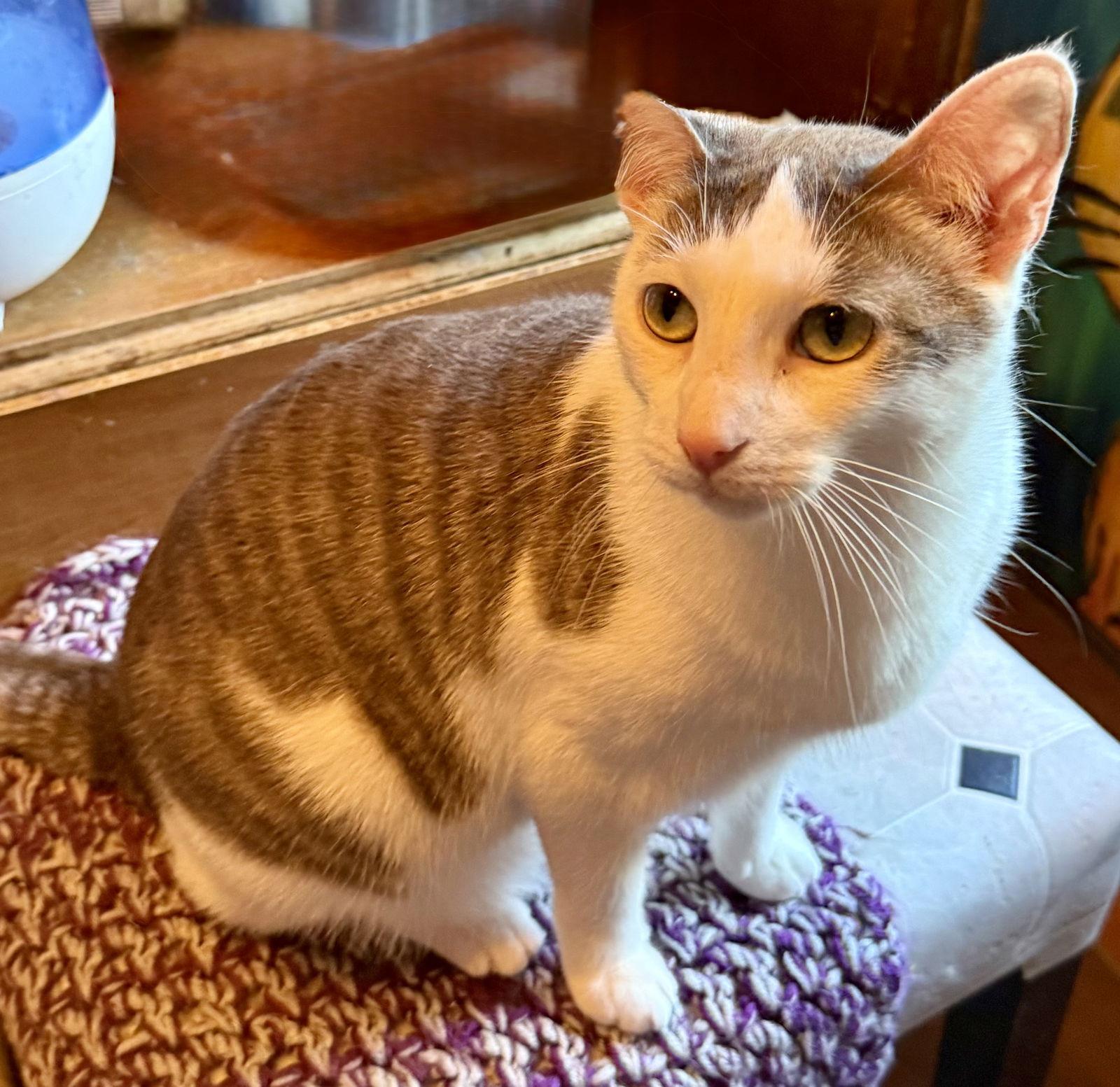 Glen, Adoptable, Young Male Domestic Short Hair.