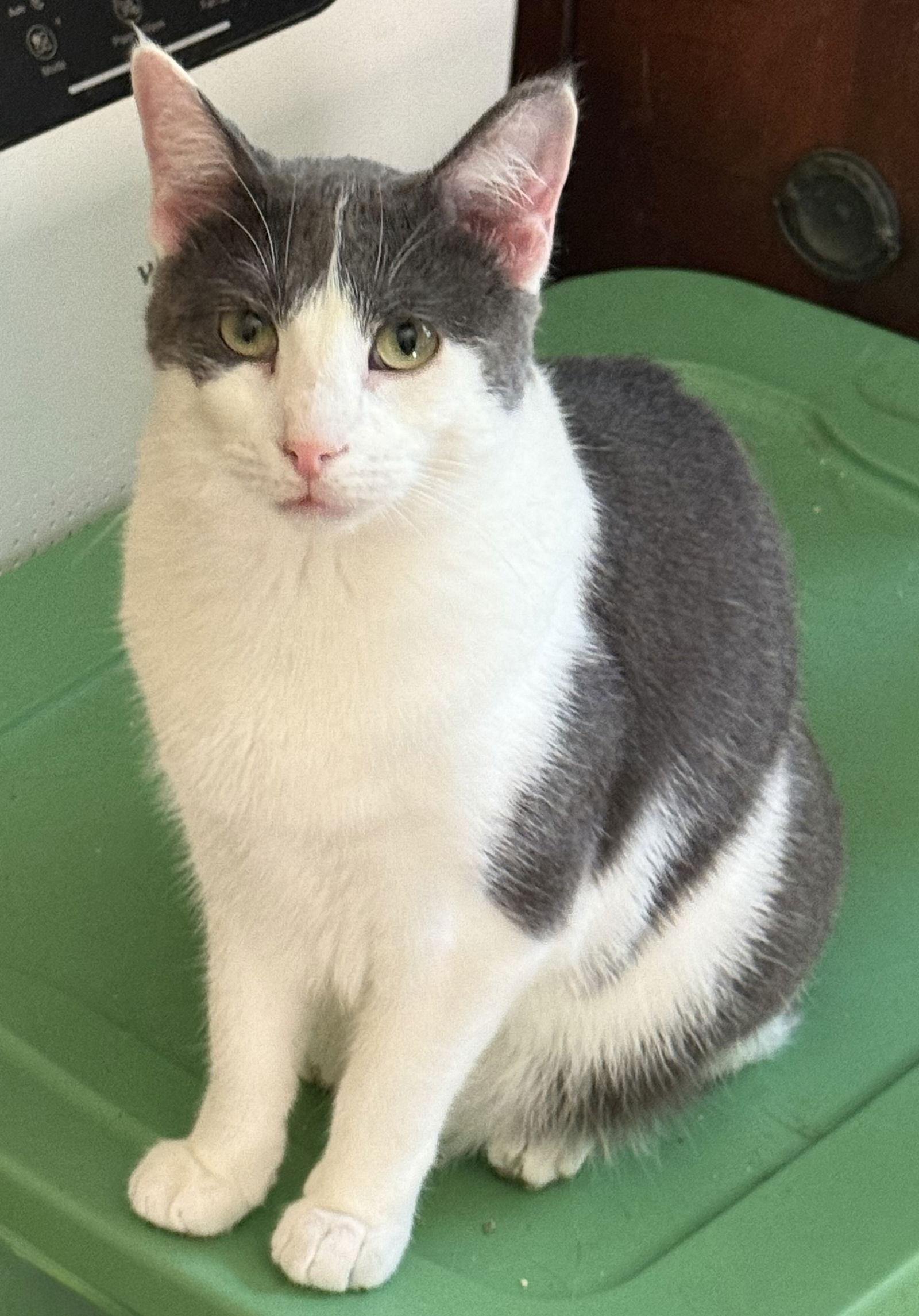 Glen, a Adoptable Domestic Short Hair in Maywood, IL image 2/3