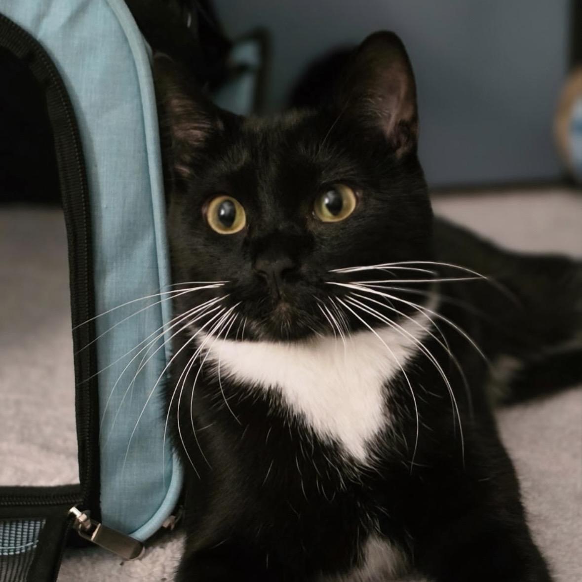 Omori, adopted, Adult Male Tuxedo.