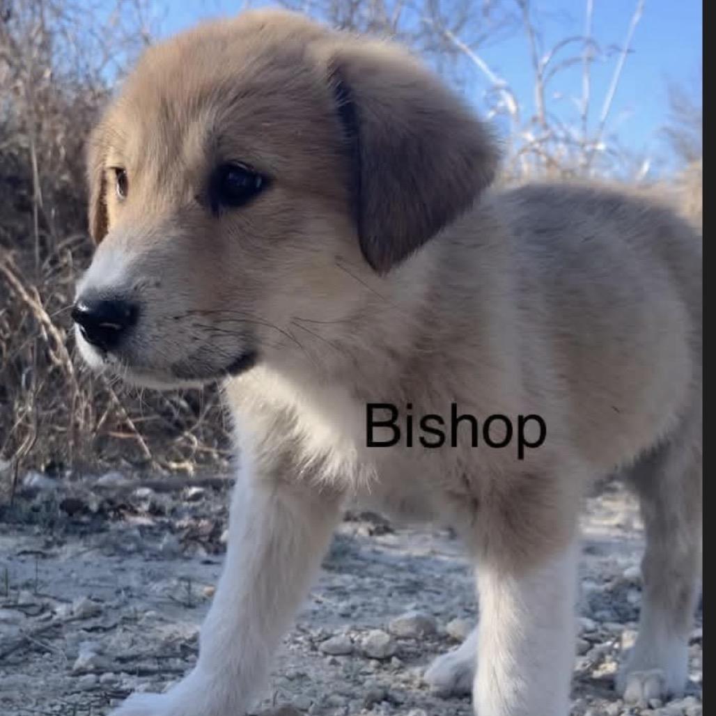 Bishop, Adoptable, Puppy Female Anatolian Shepherd & Mixed Breed.