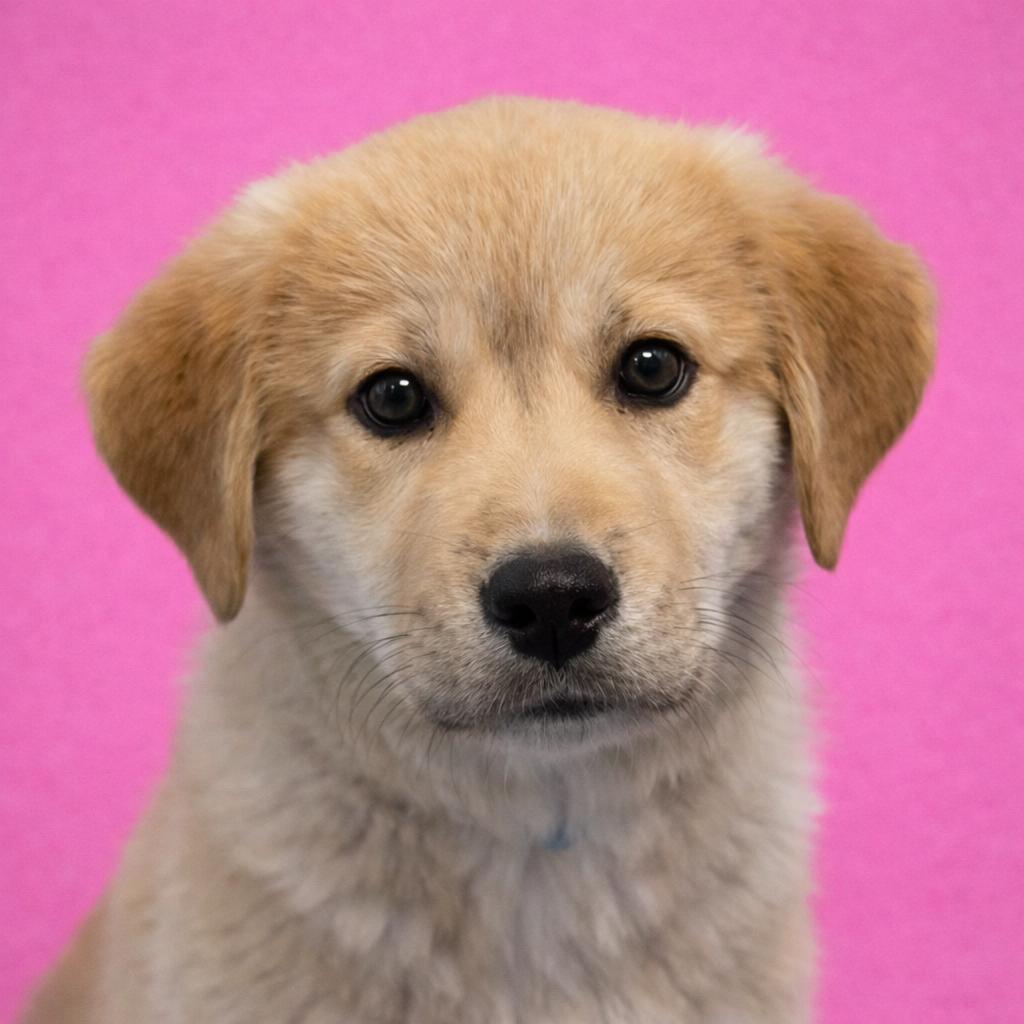 Enlarge Bishop, a Adoptable mixed breed in Mankato, MN image 2/2