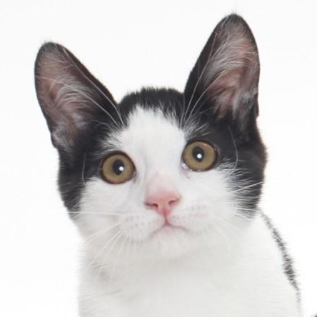 Zig and Zag are a pair of bonded black-and-white brothers bursting with kitten 