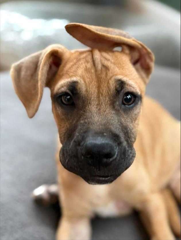 Enlarge Dexter, a ADOPTABLE mixed breed in Eutawville, SC image 1/6