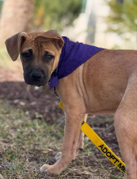 Enlarge Dexter, a ADOPTABLE mixed breed in Eutawville, SC image 6/6