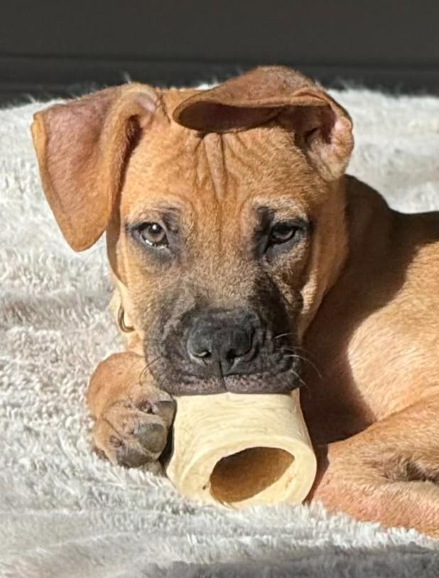 Enlarge Dexter, a ADOPTABLE mixed breed in Eutawville, SC image 5/6