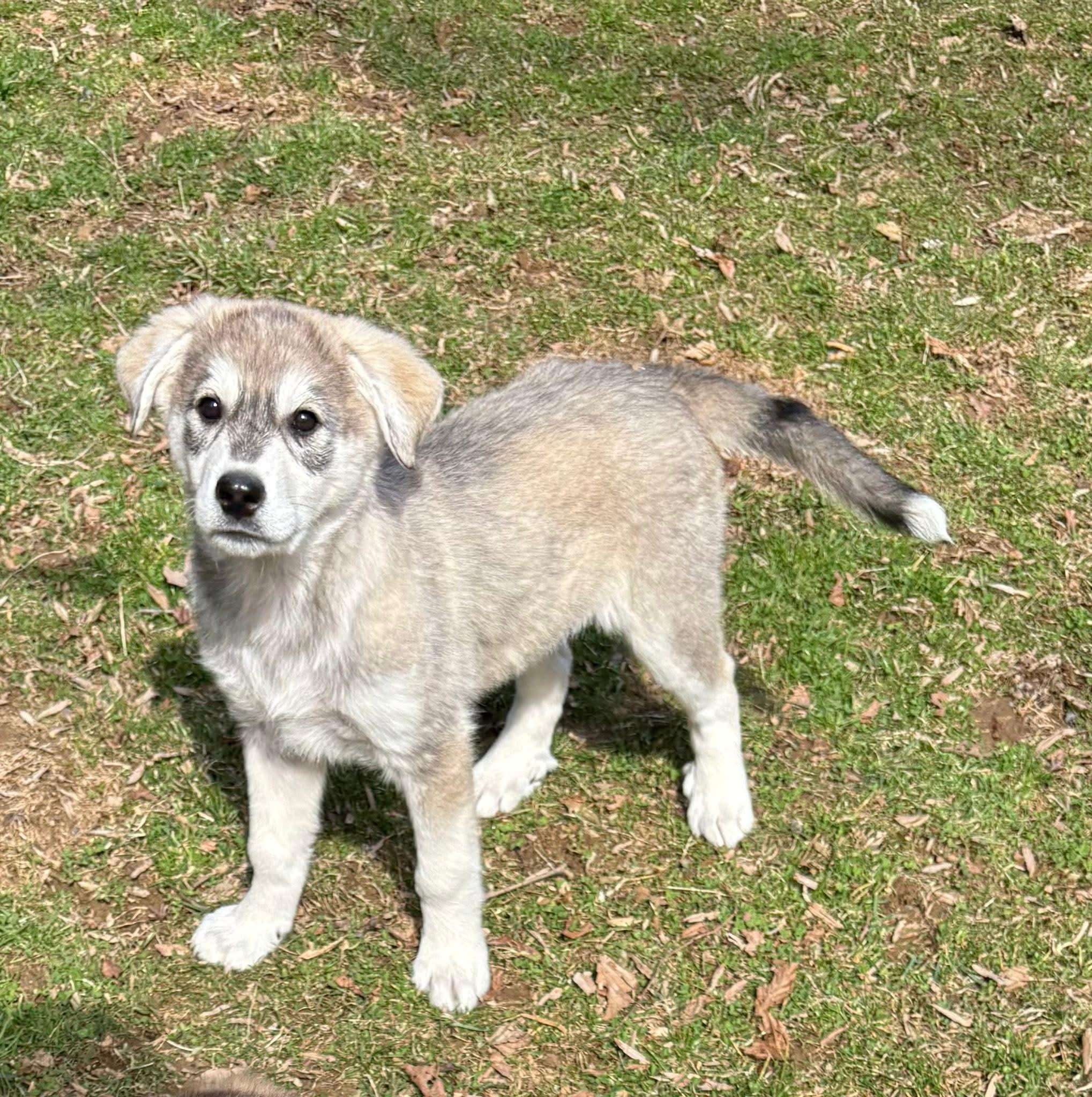 Juniper, adopted, Puppy Female Great Pyrenees.