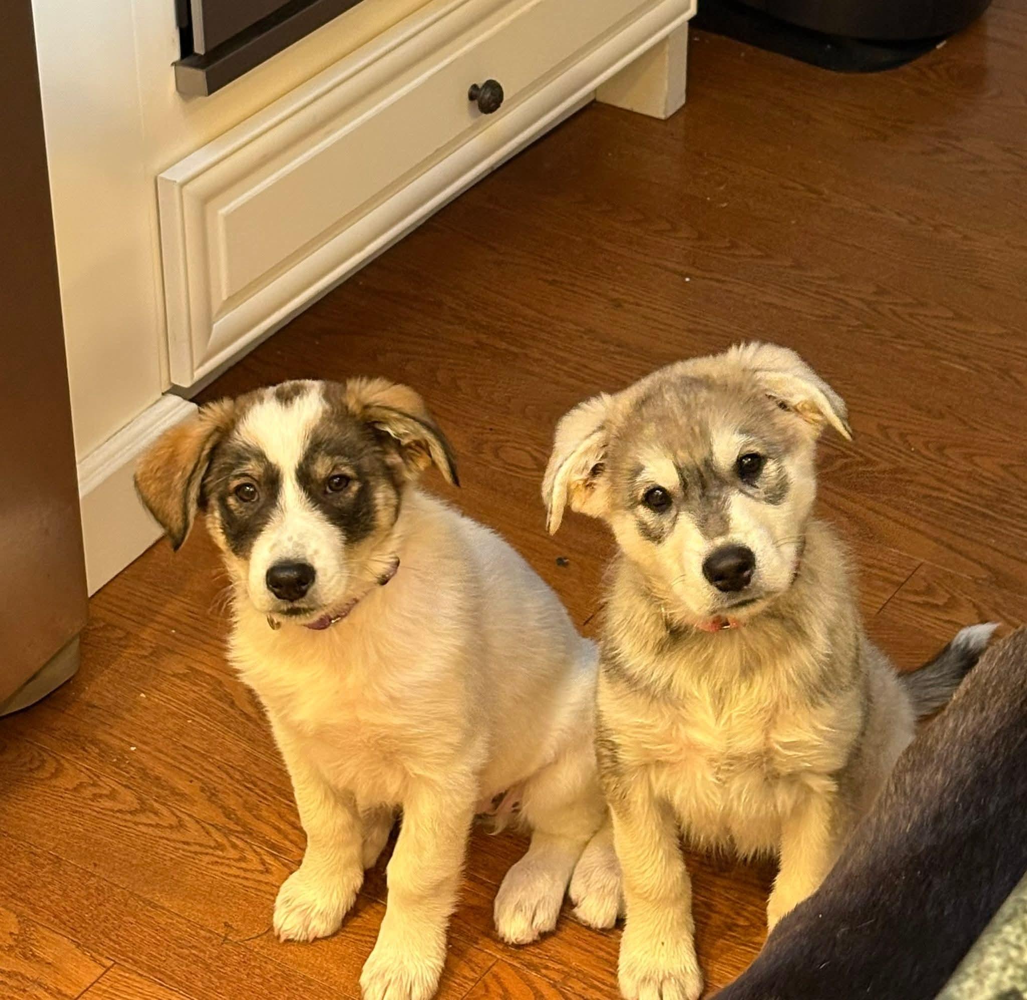 Enlarge Juniper, an adopted mixed breed in Mount Bethel, PA image 2/5