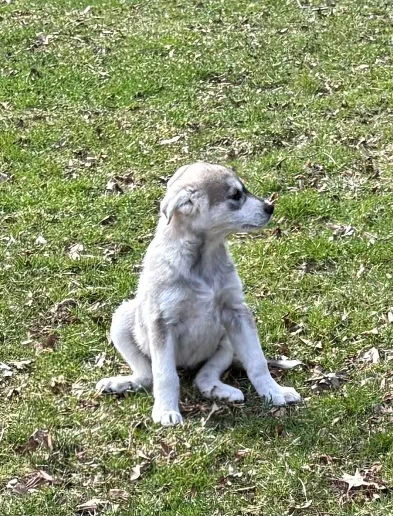 Enlarge Juniper, an adopted mixed breed in Mount Bethel, PA image 3/5