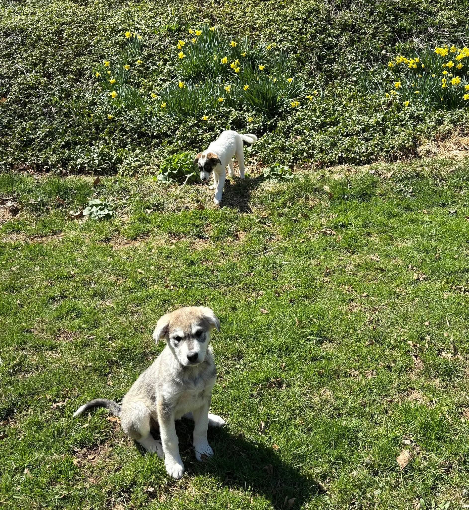 Enlarge Juniper, an adopted mixed breed in Mount Bethel, PA image 4/5