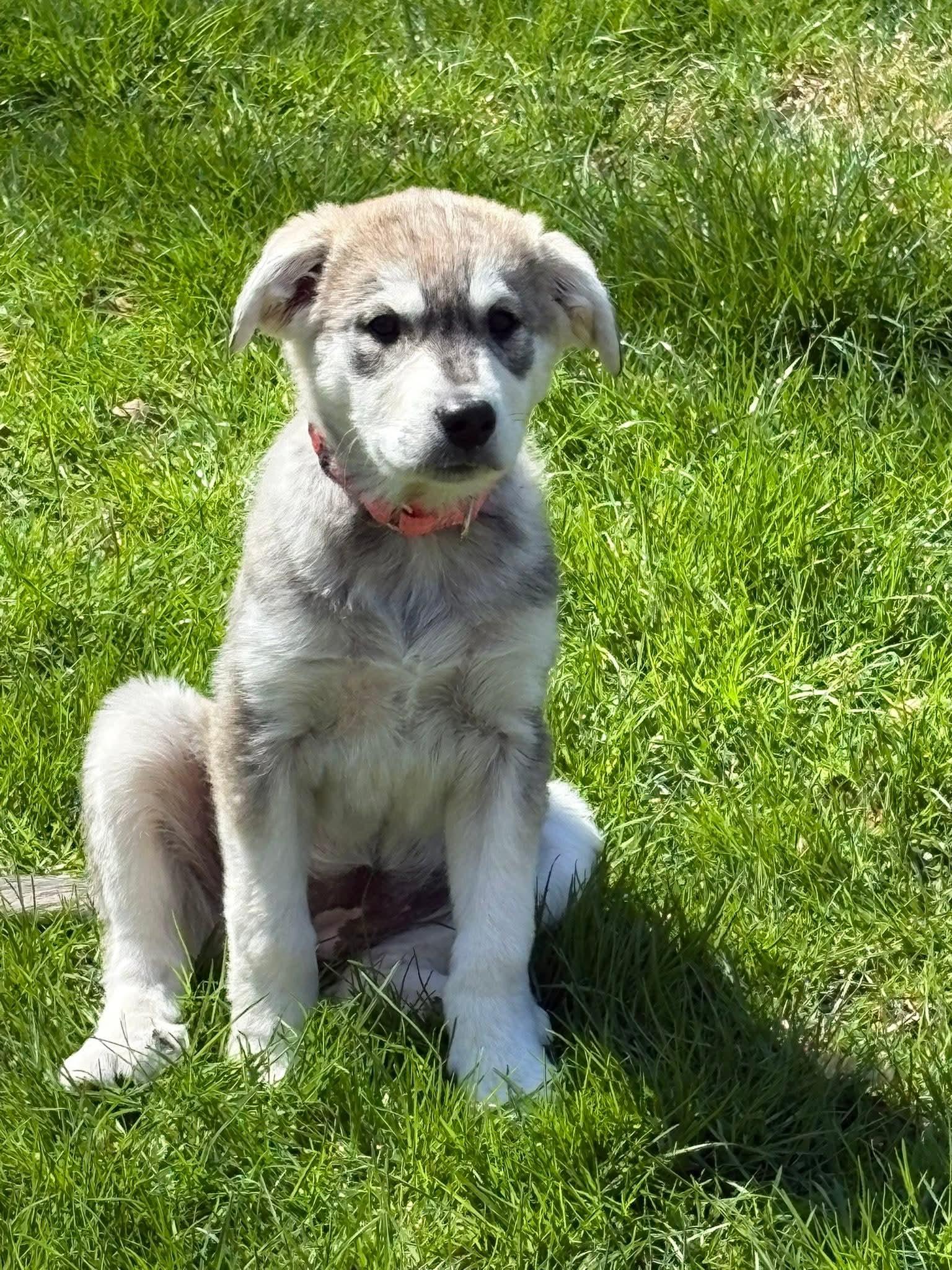 Enlarge Juniper, an adopted mixed breed in Mount Bethel, PA image 5/5