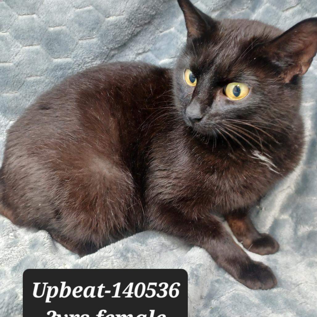 Enlarge Upbeat, a Adoptable Domestic Short Hair in New Tazewell, TN image 1/1