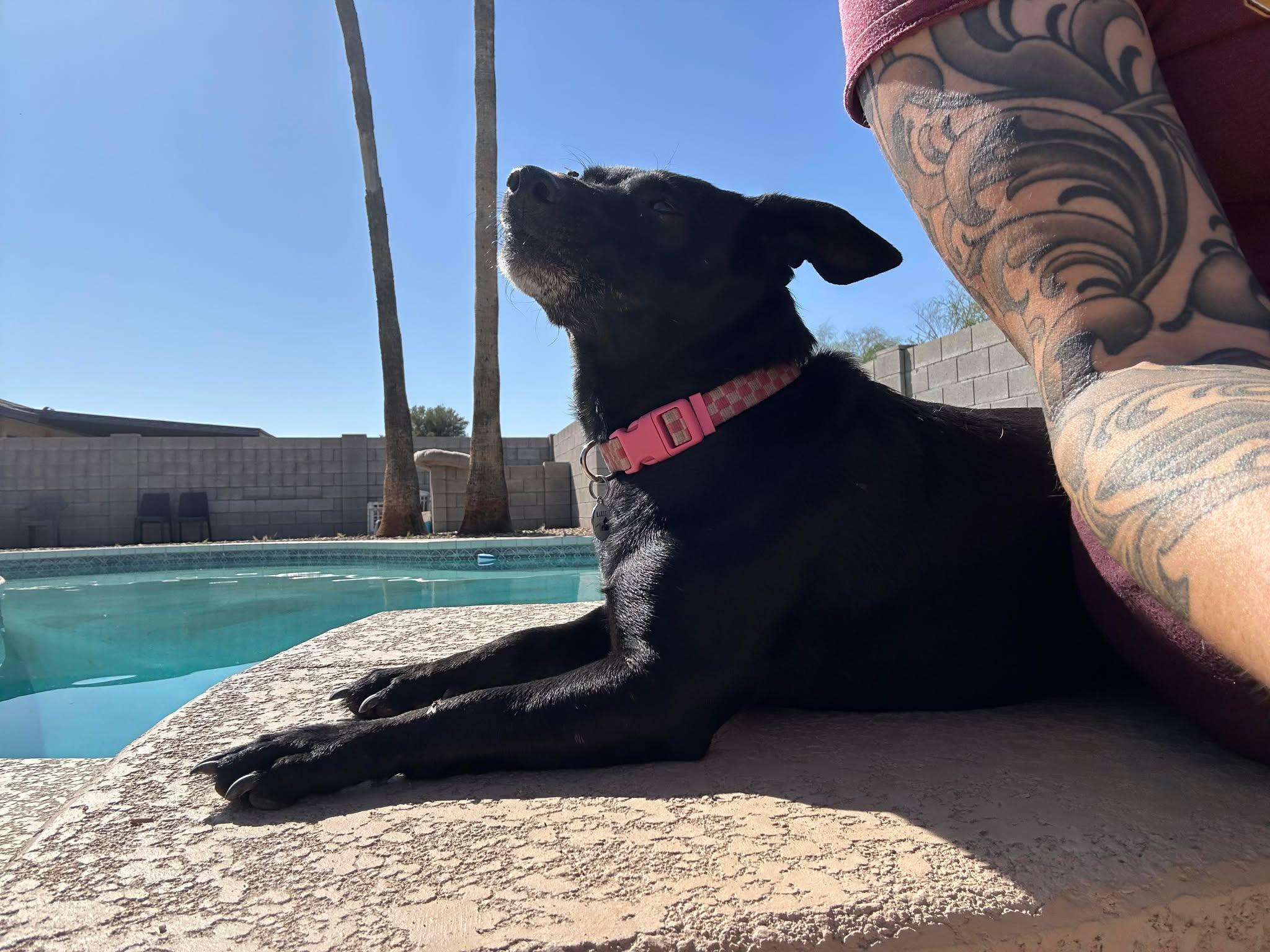 Betty Boop aka BB, a Adoptable Chihuahua in Phoenix, AZ image 2/5