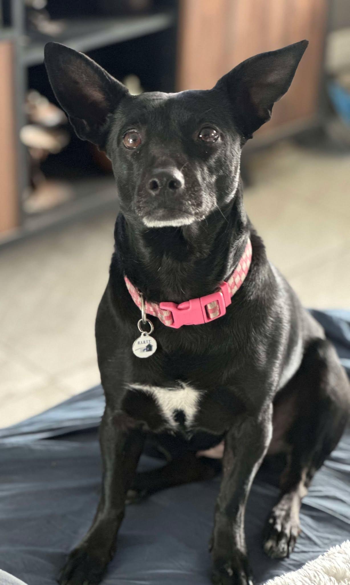 Betty Boop aka BB, Adoptable, Adult Female Chihuahua.
