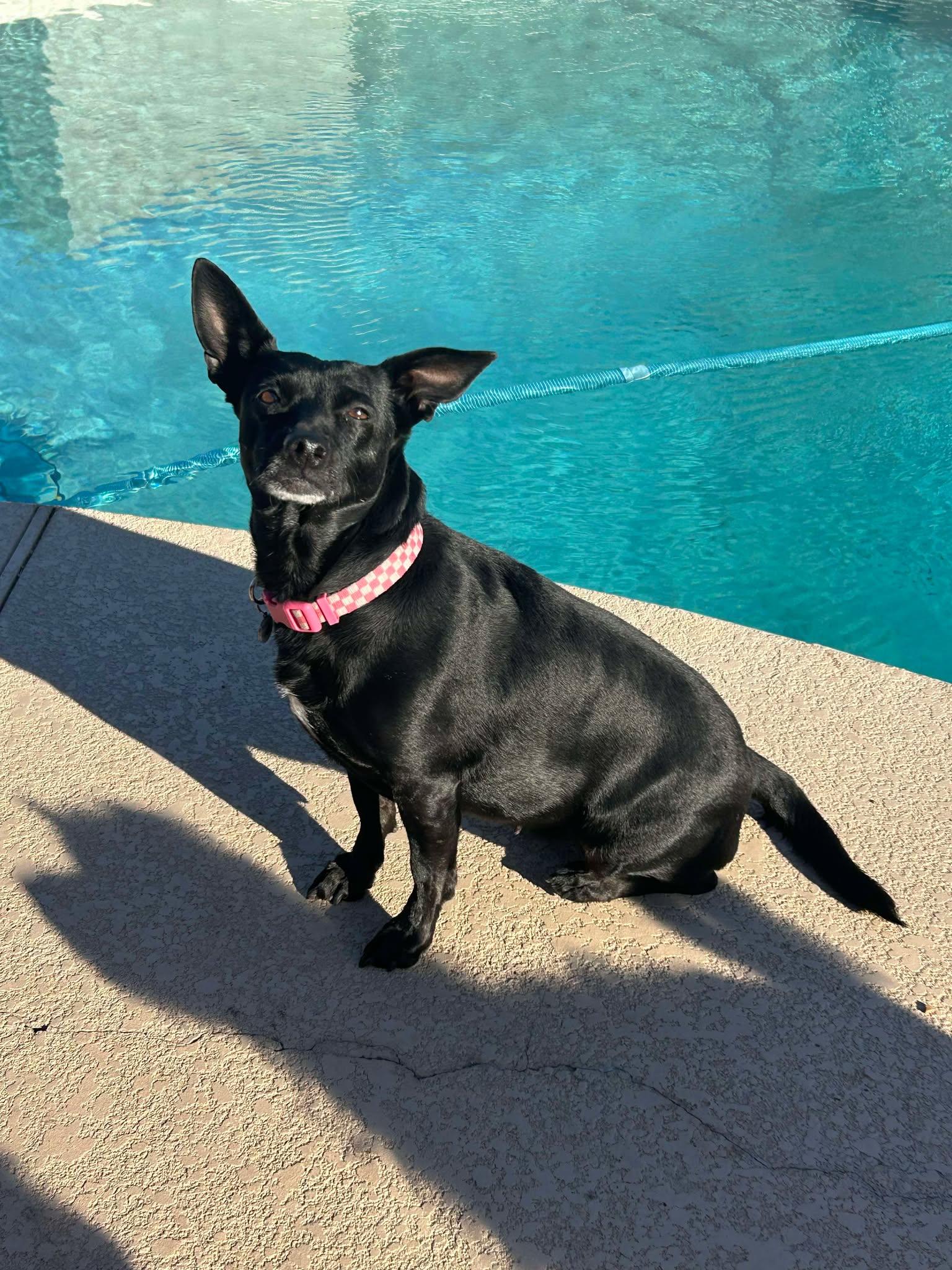 Betty Boop aka BB, a Adoptable Chihuahua in Phoenix, AZ image 3/5