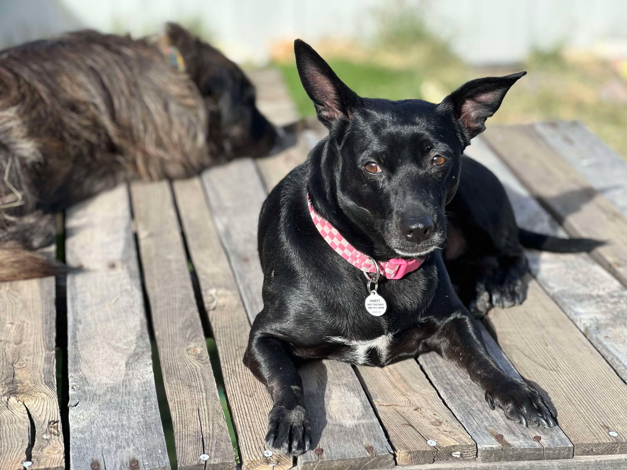 Betty Boop aka BB, a Adoptable Chihuahua in Phoenix, AZ image 4/5