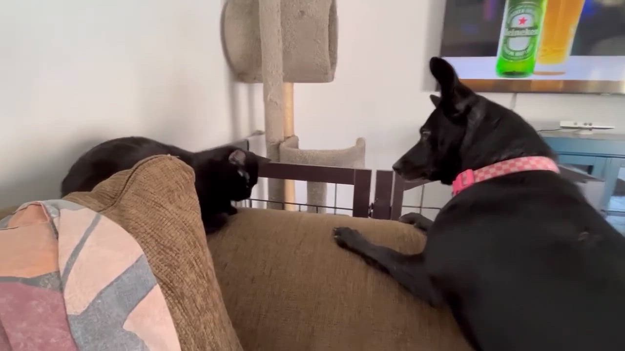 Enlarge Betty Boop aka BB, a Adoptable Chihuahua in Phoenix, AZ video 5/5