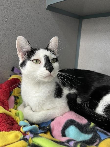 Enlarge Kluski (in Foster), a Adoptable mixed breed in Skillman, NJ image 2/6