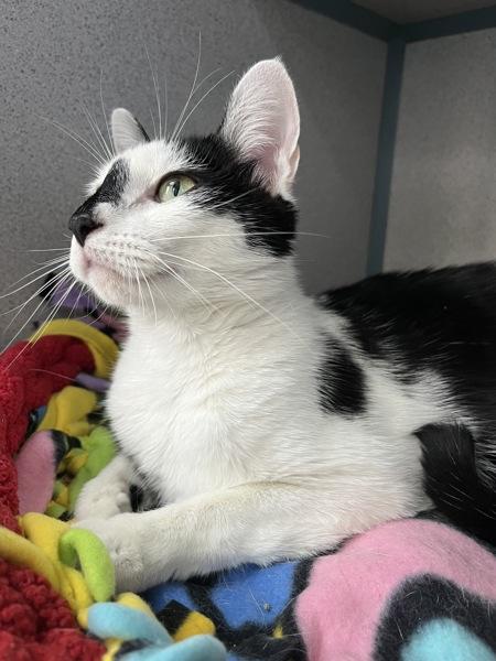 Enlarge Kluski (in Foster), a Adoptable mixed breed in Skillman, NJ image 3/6