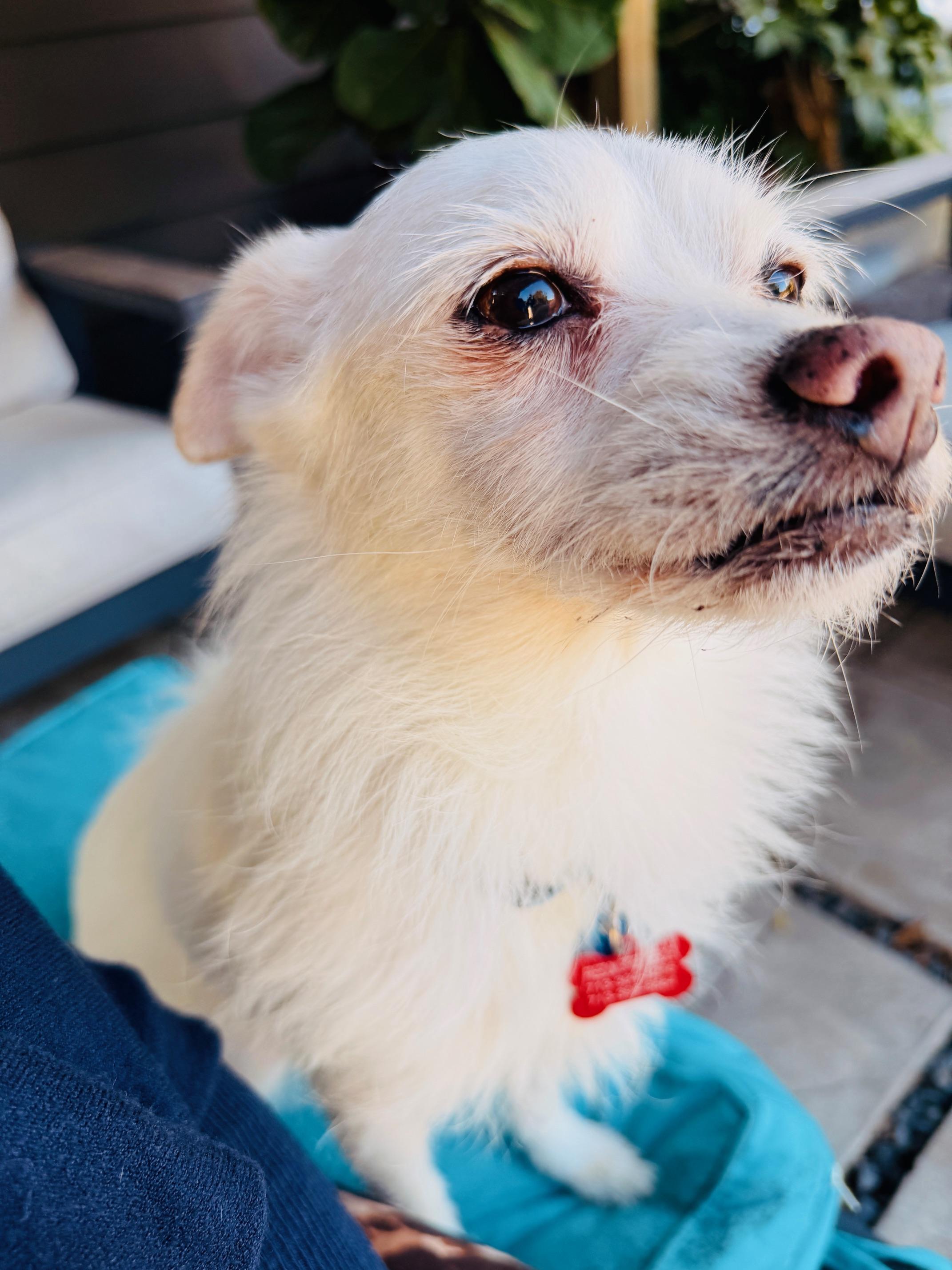 Coco & Stewy — A Bonded Pair Looking for a Soft Place to Land