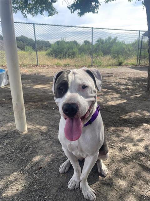 Enlarge MITTY, a Adoptable Pit Bull Terrier in Santa Maria, CA image 1/1