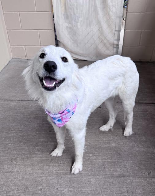 Enlarge PomPom, a Adopted mixed breed in McKinney, TX image 1/1