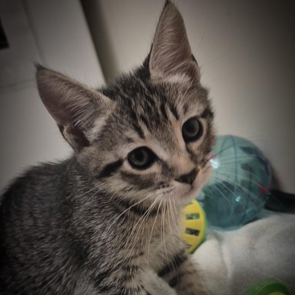 Enlarge DANIA (DAH-NEE-AH), a Adoptable Domestic Short Hair in Upland, CA image 1/2