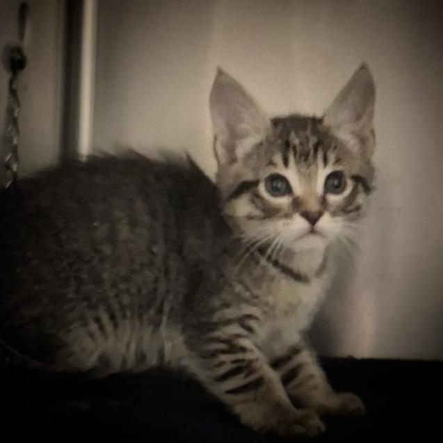 Enlarge DANIA (DAH-NEE-AH), a Adoptable Domestic Short Hair in Upland, CA image 2/2