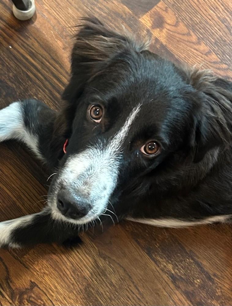 Dottie #1211, an adopted Border Collie in Allen, TX image 1/6