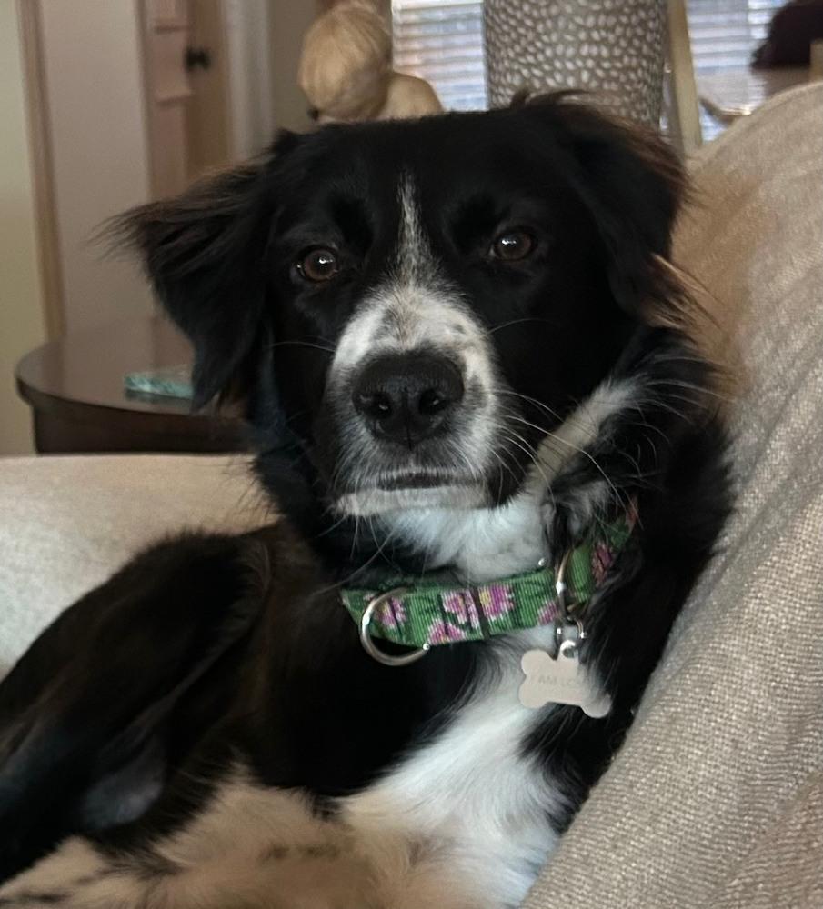 Dottie #1211, an adopted Border Collie in Allen, TX image 2/6