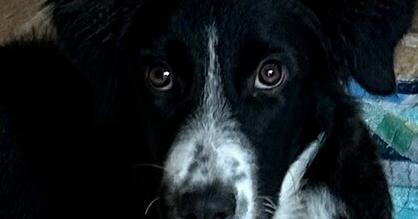 Dottie #1211, an adopted Border Collie in Allen, TX image 3/6