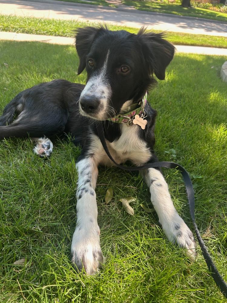 Dottie #1211, an adopted Border Collie in Allen, TX image 4/6