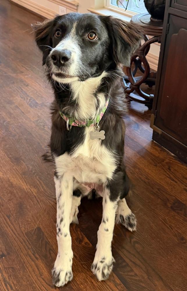 Dottie #1211, an adopted Border Collie in Allen, TX image 5/6