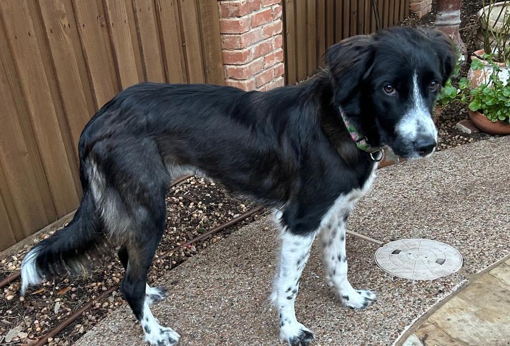 Dottie #1211, an adopted Border Collie in Allen, TX image 6/6