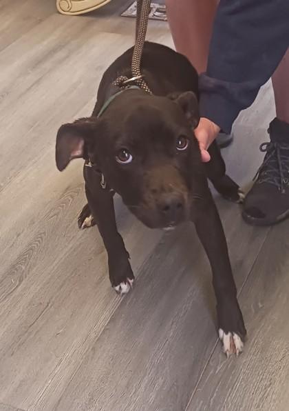 Pearl, Adoptable, Young Female Pit Bull Terrier & Mixed Breed.