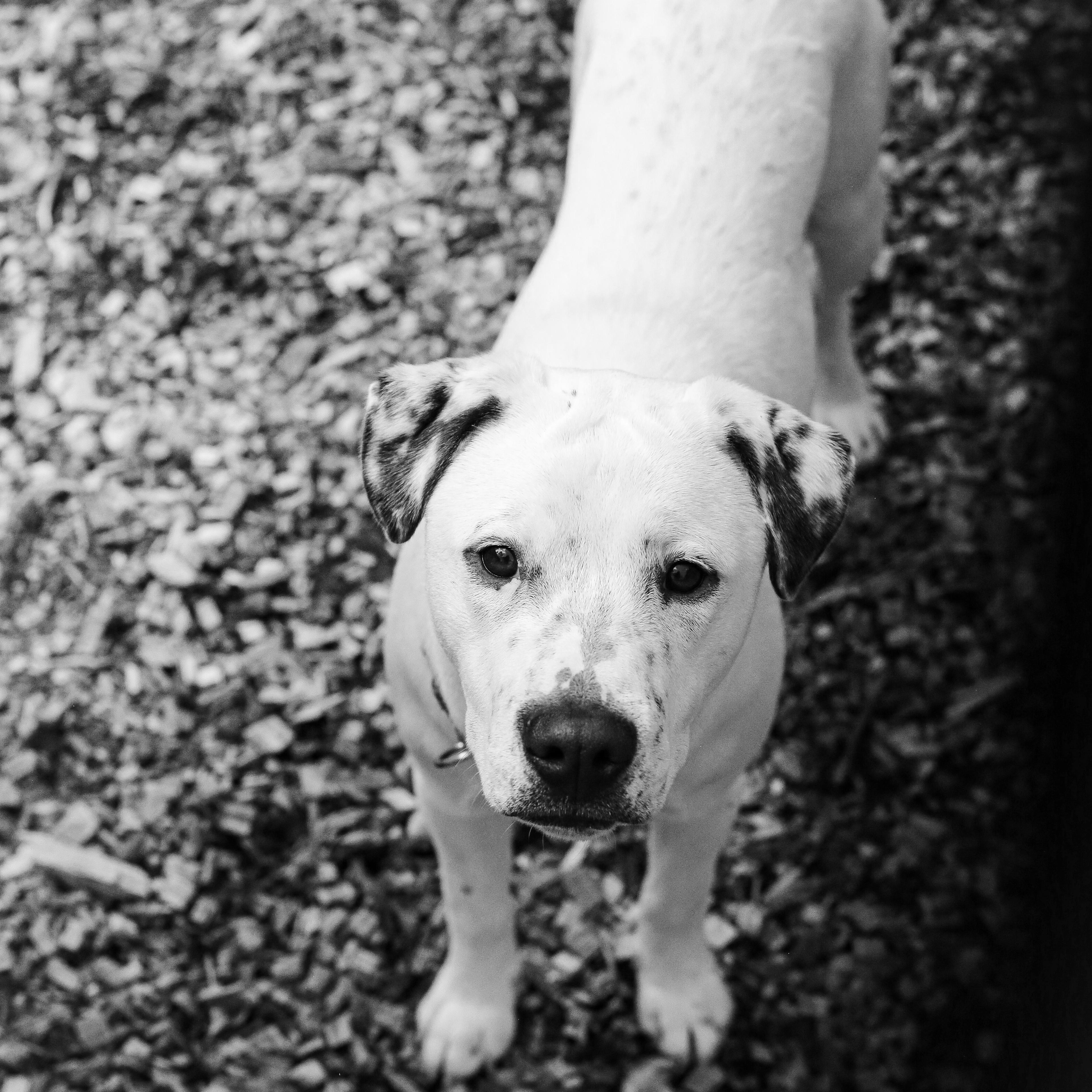 Enlarge Puppet- Playful Pup, a ADOPTABLE mixed breed in Grass Valley, CA image 4/6