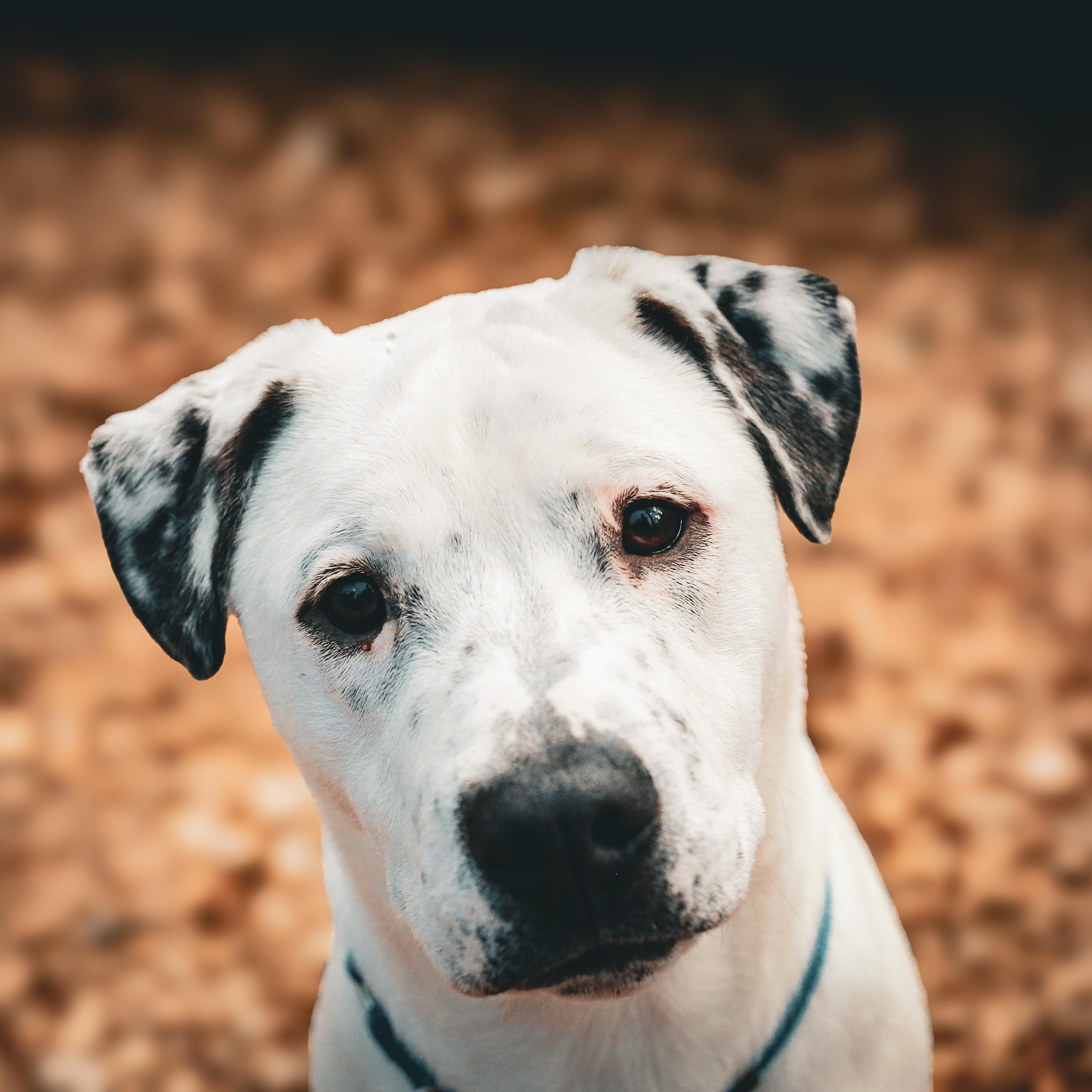 Enlarge Puppet- Playful Pup, a ADOPTABLE mixed breed in Grass Valley, CA image 2/6