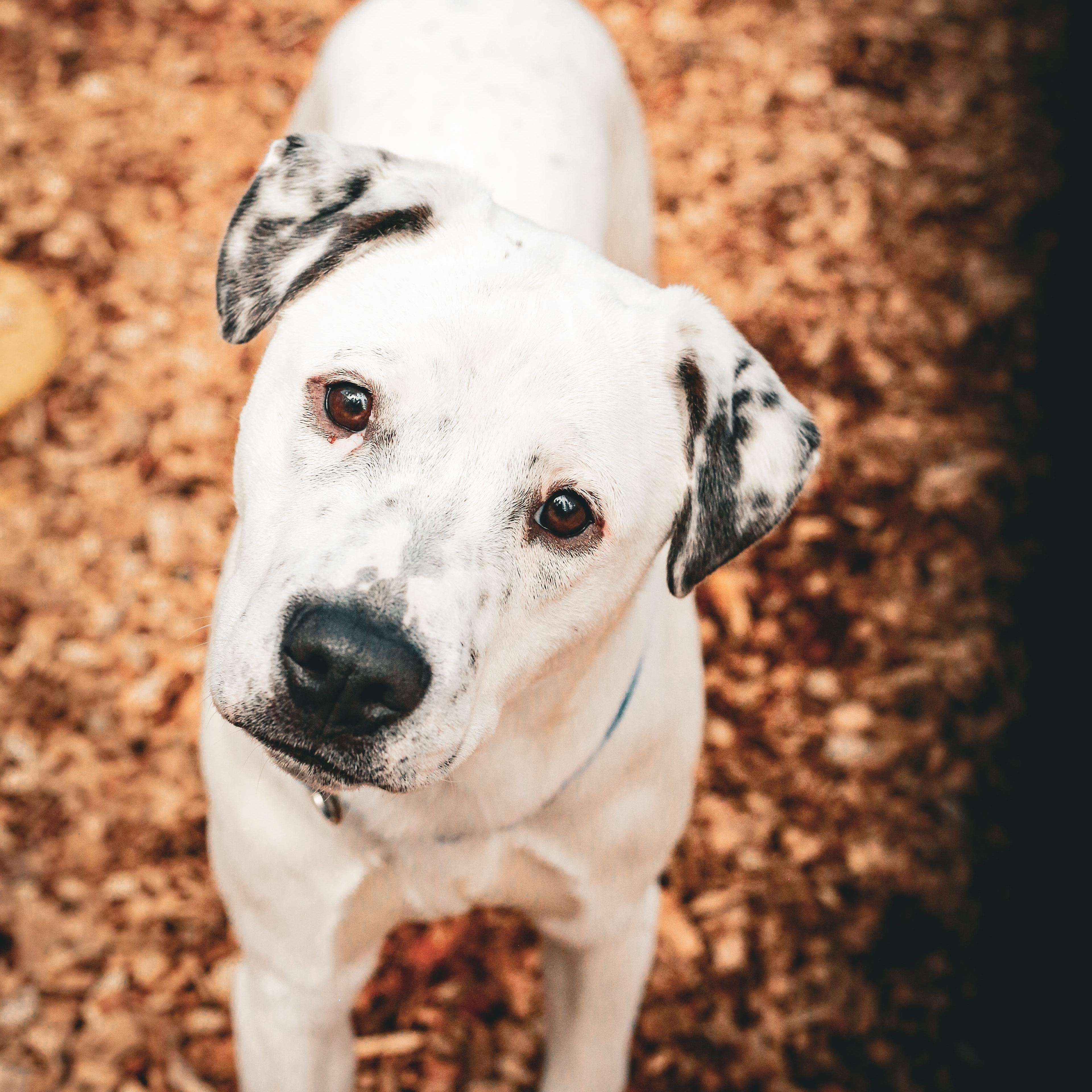 Puppet- Playful Pup, ADOPTABLE, Puppy Male Mixed Breed.