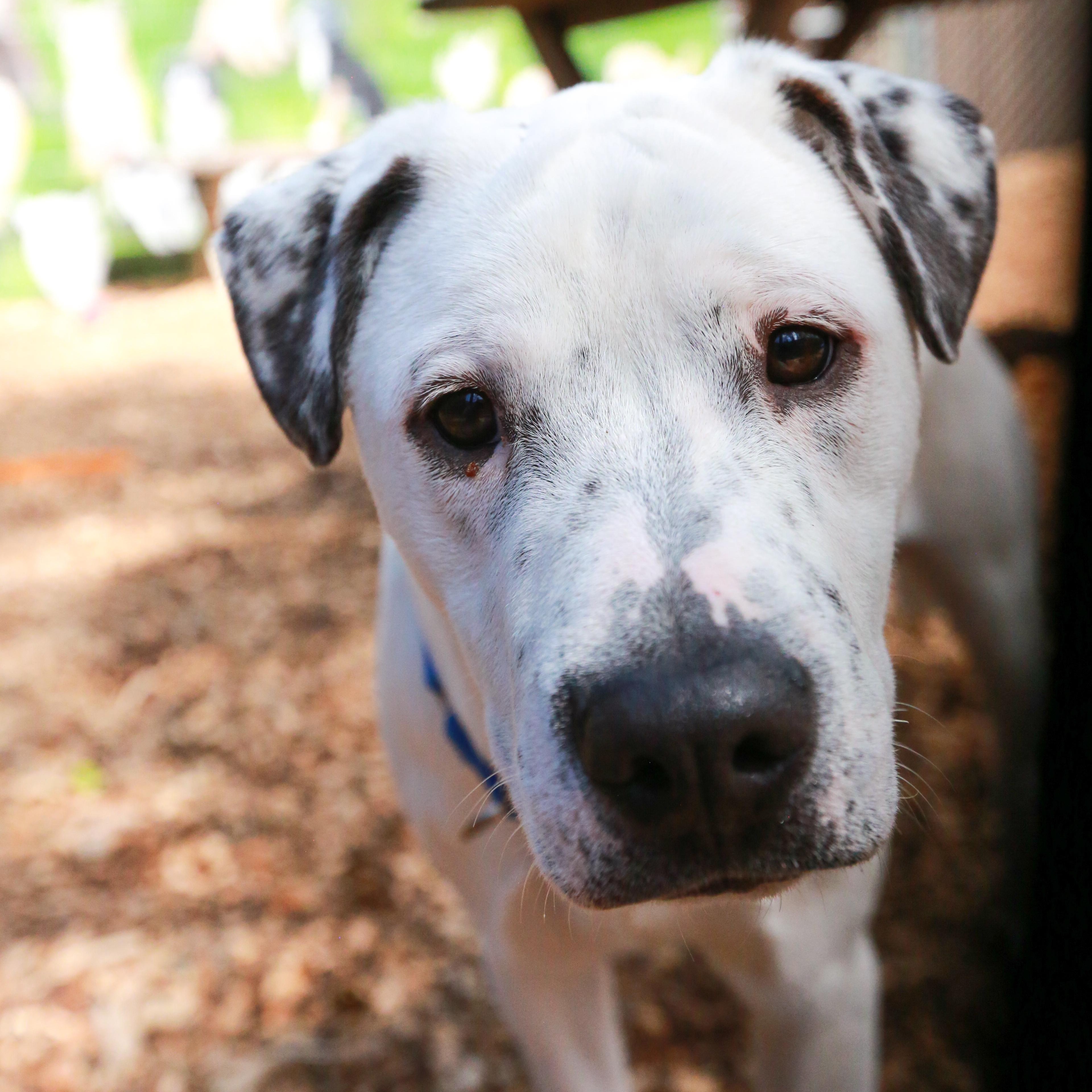 Enlarge Puppet- Playful Pup, a ADOPTABLE mixed breed in Grass Valley, CA image 5/6