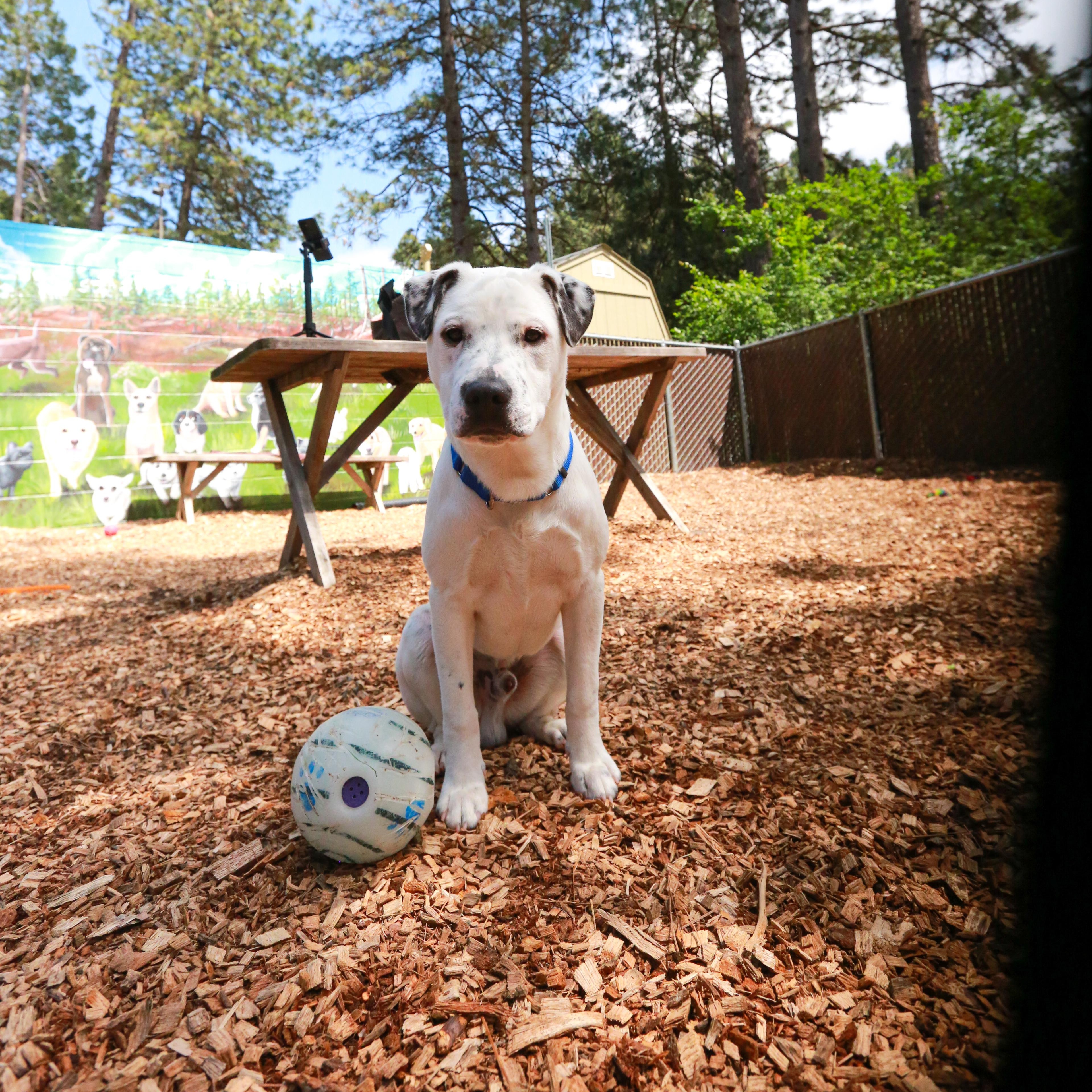 Enlarge Puppet- Playful Pup, a ADOPTABLE mixed breed in Grass Valley, CA image 3/6
