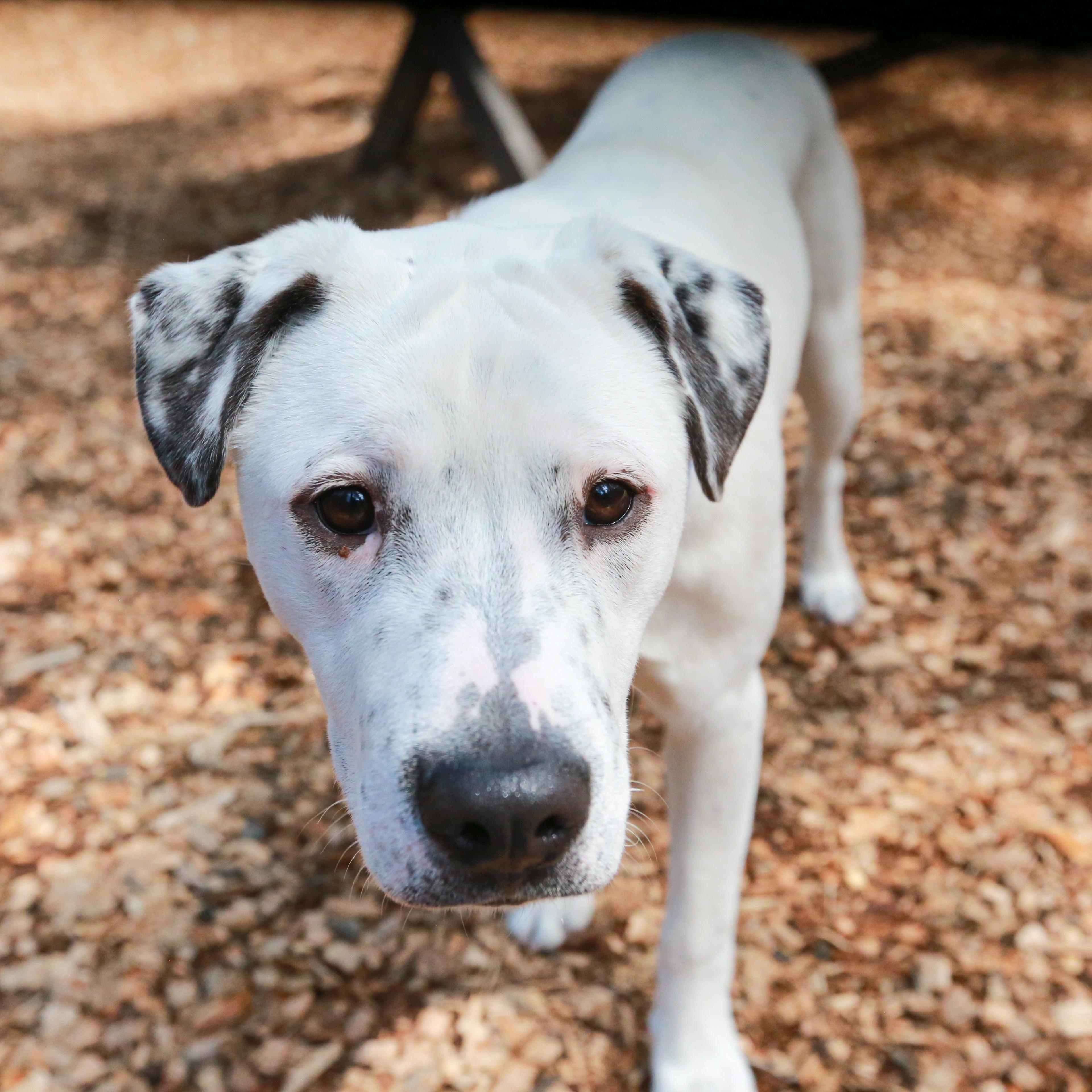 Enlarge Puppet- Playful Pup, a ADOPTABLE mixed breed in Grass Valley, CA image 6/6