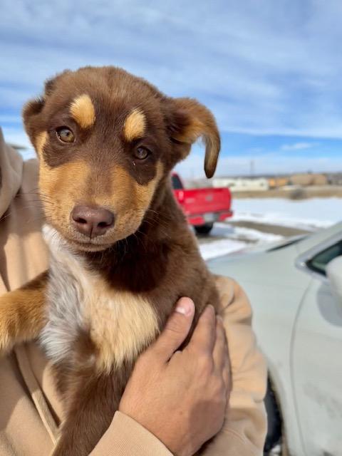 Lark, Adoptable, Young Female Australian Shepherd.